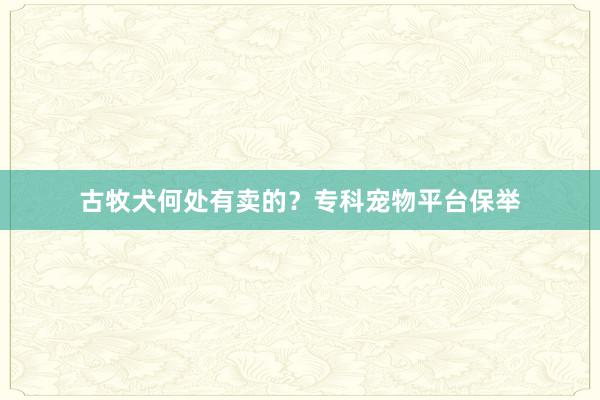 古牧犬何处有卖的？专科宠物平台保举